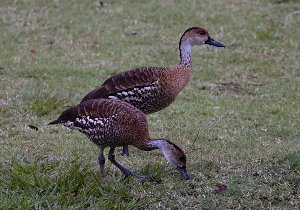 West Indian Whistling Duck, Dendrocygna arborea ©.Photo by David Ascanio